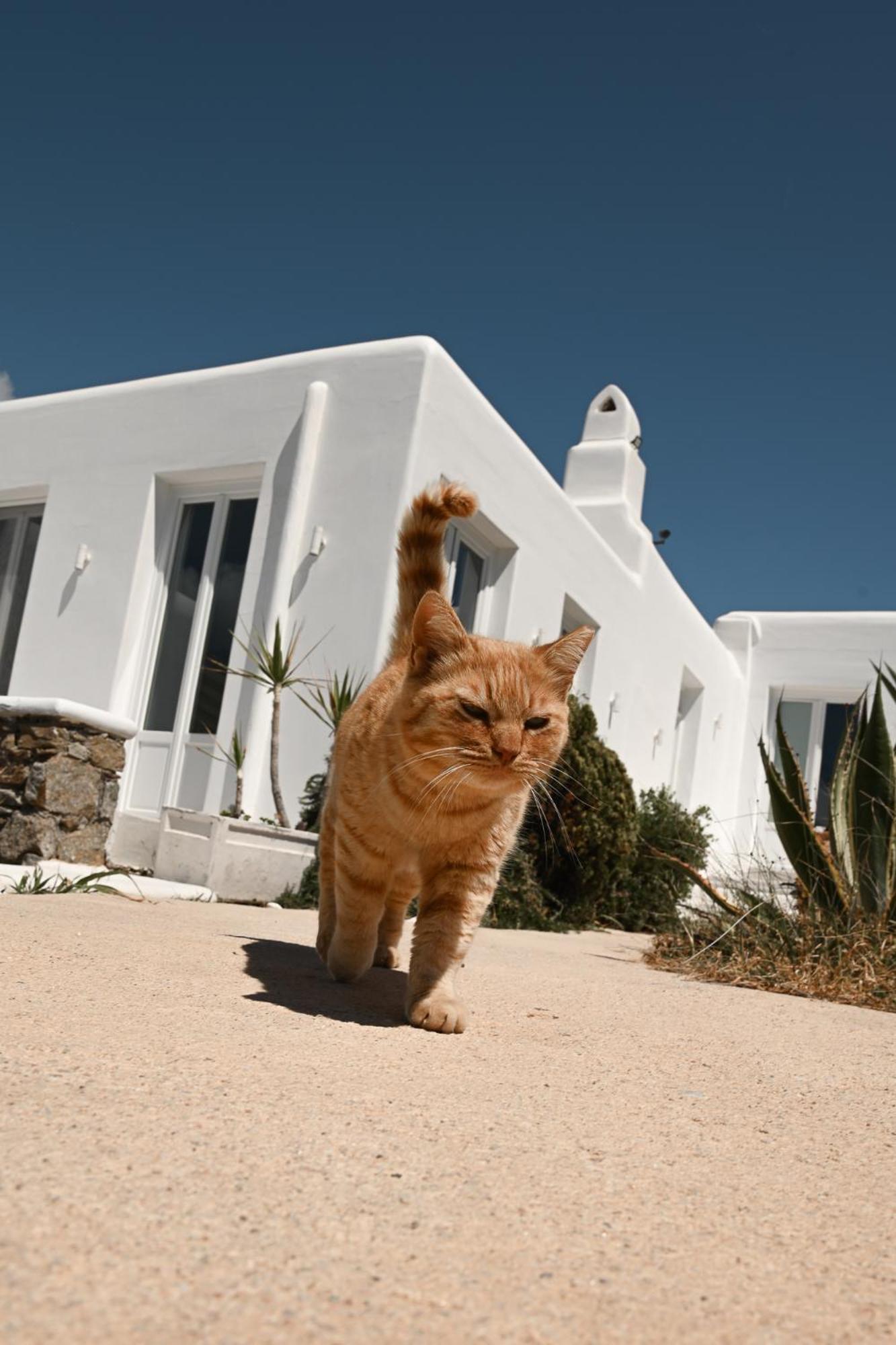 Mykonos Pantheon 4* Kalo Livadi
